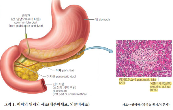 "암 종류별 초기 증상" 암 발생 시 나타나는 증상들