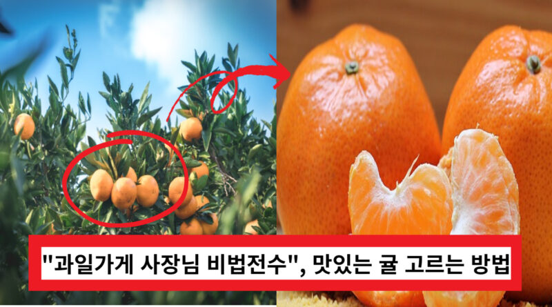 "과일가게 사장님 특급 비법 전수", 맛있는 귤 고르는 방법 이렇게 따라만 하세요!