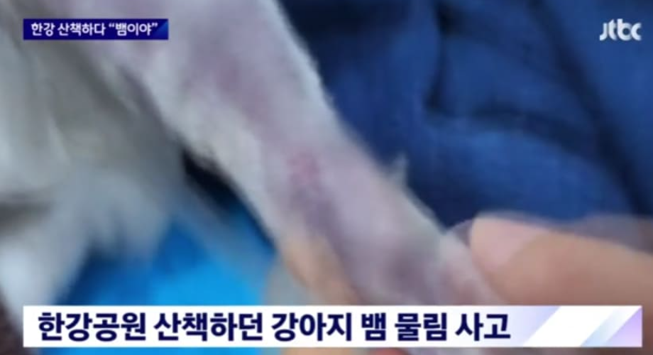 한강에서 반려견과 산책하다 "이것" 만나면 초비상 사태, 주의해야 합니다