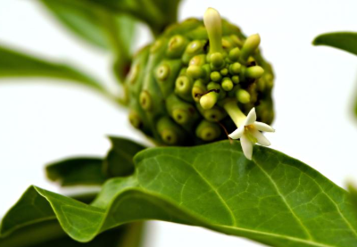 노니 효능 알아보기