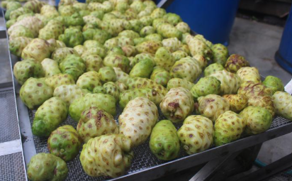 노니 효능 알아보기